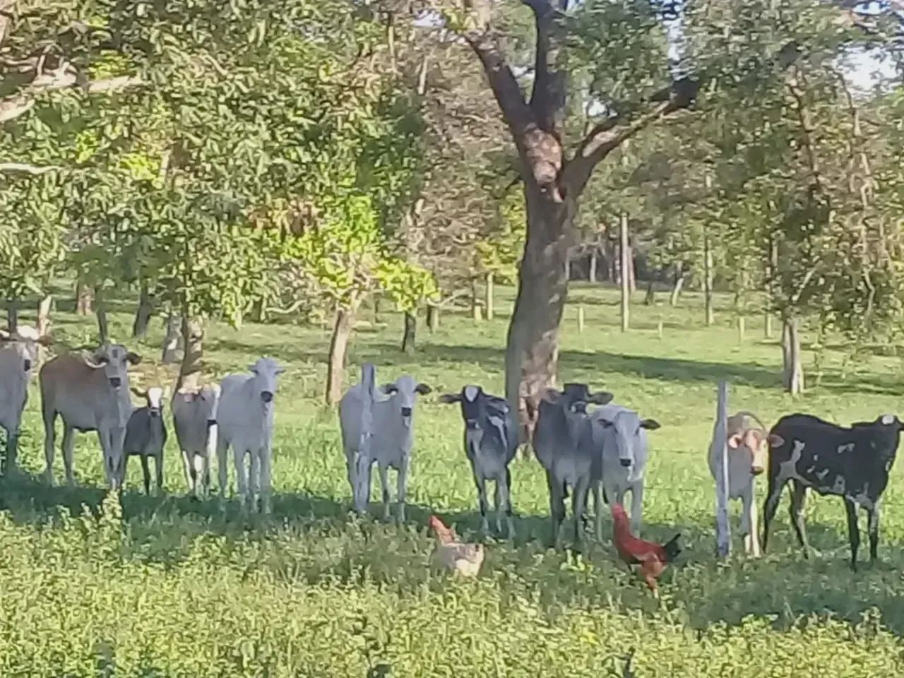 Chacara emJardim 10 ha - Campo Grande - MS - Foto 6