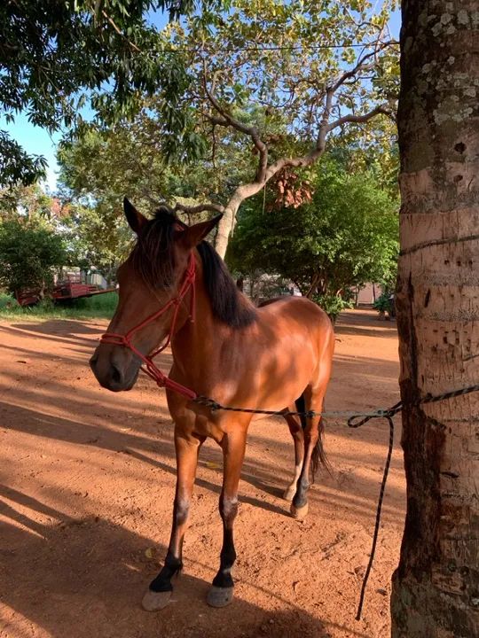 Cavalo machador, castrado  - Foto 3