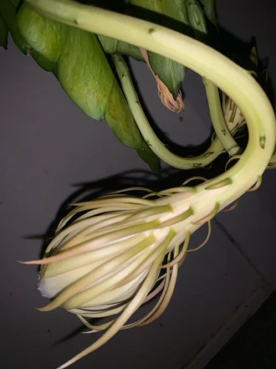 MUDA ORQUÍDEA DAMA DA NOITE