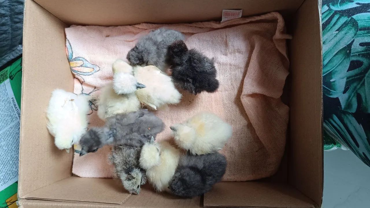 Pintinhos de Sedosa - Foto 4