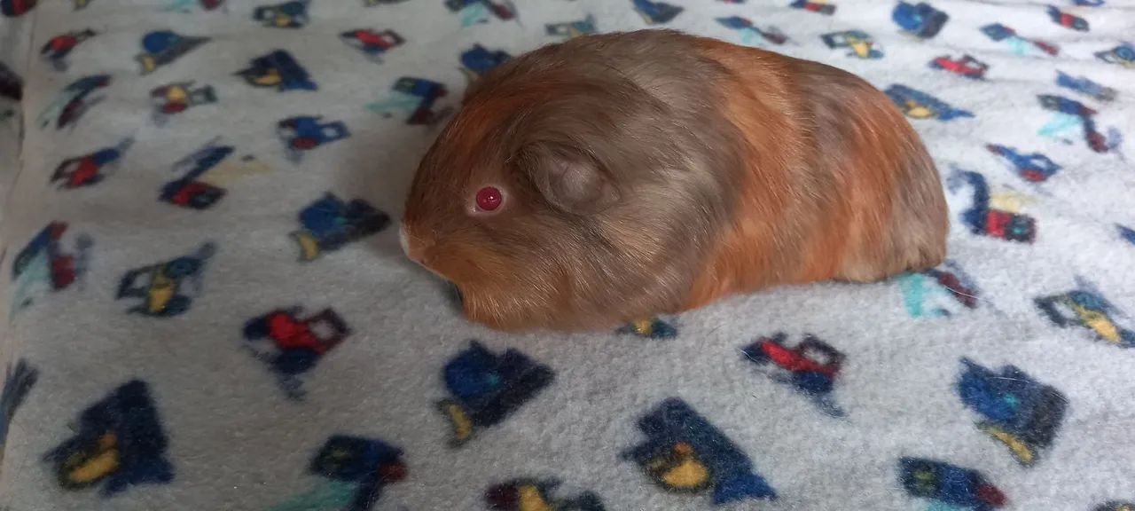 Vendo filhote de porquinho da Índia Raça Sheltie 