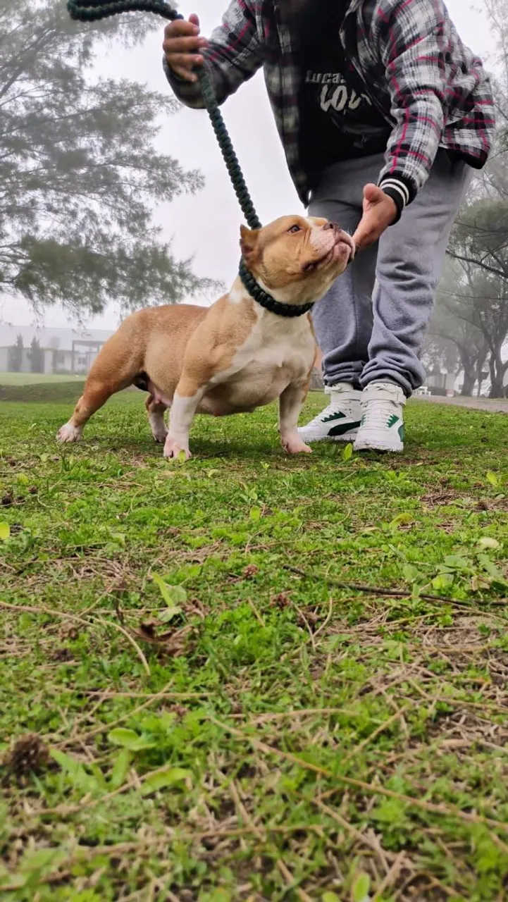 JOVEM AMÉRICA BULLY 