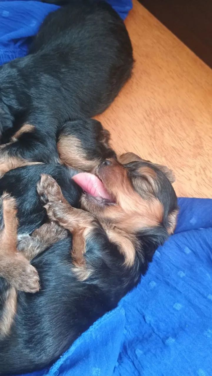 Yorkshire Terrier filhote - Foto 3