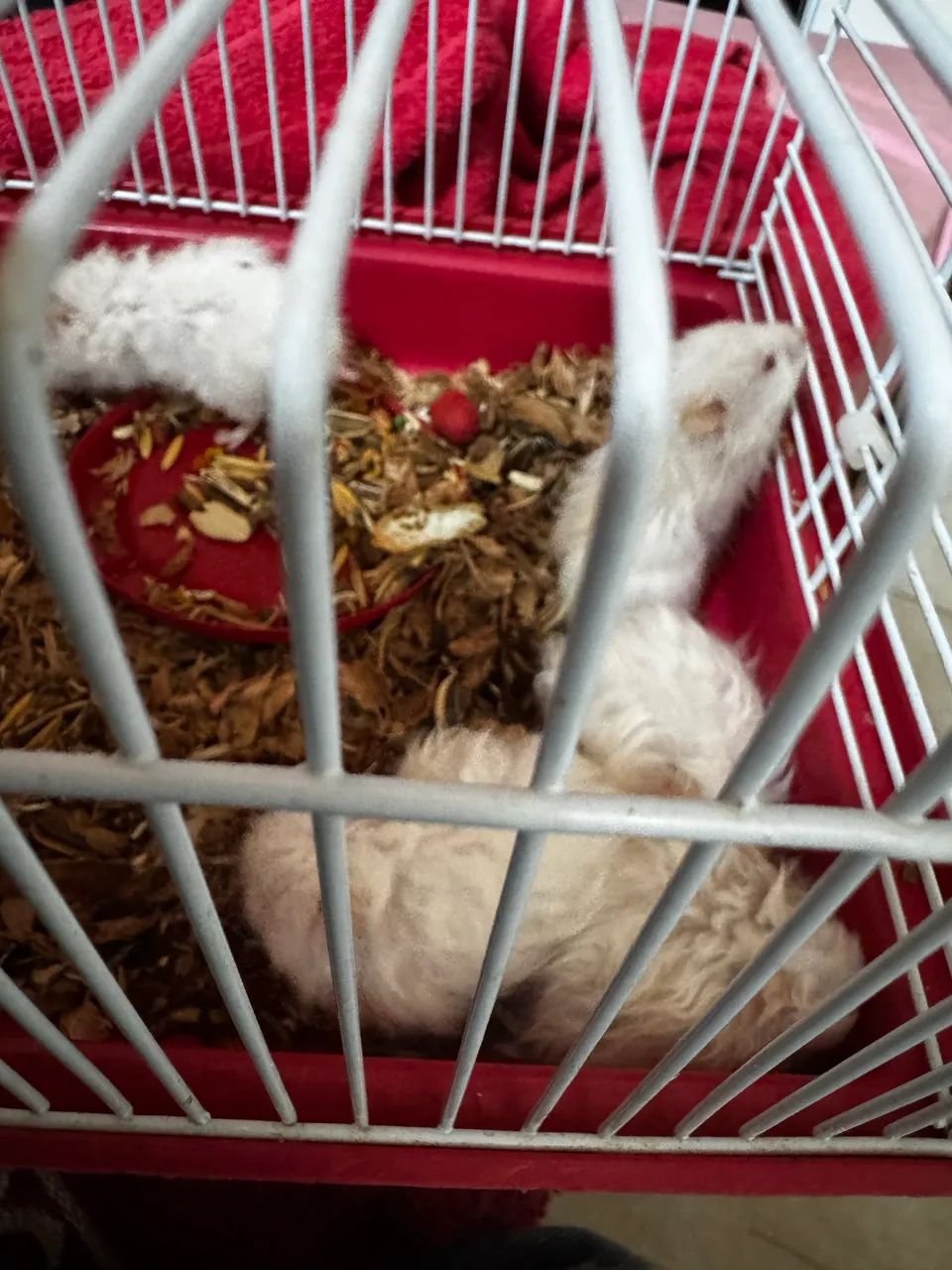 Hamster 63824580167041121