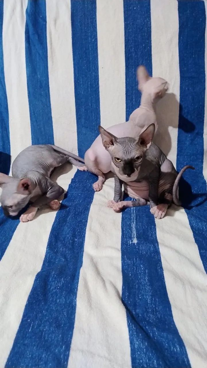 Sphynx 5 meses - Foto 4