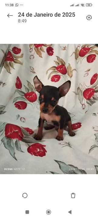 Pinscher macho número 1 valor r$ 800 - Foto 5