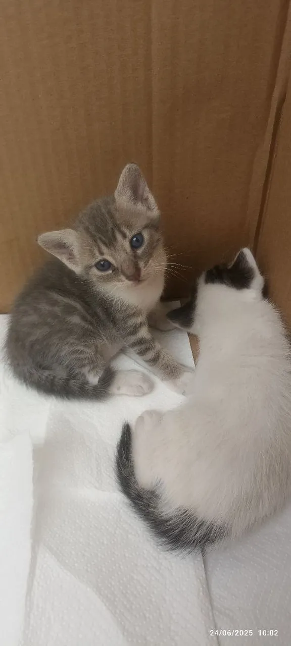 Gatinhos para adoção: filhotes fofos e brincalhões!