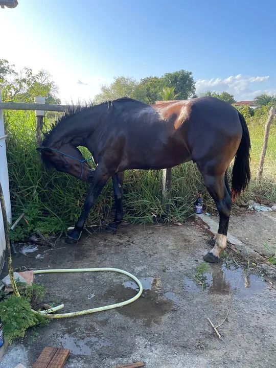 Cavalo MM picado - Foto 5