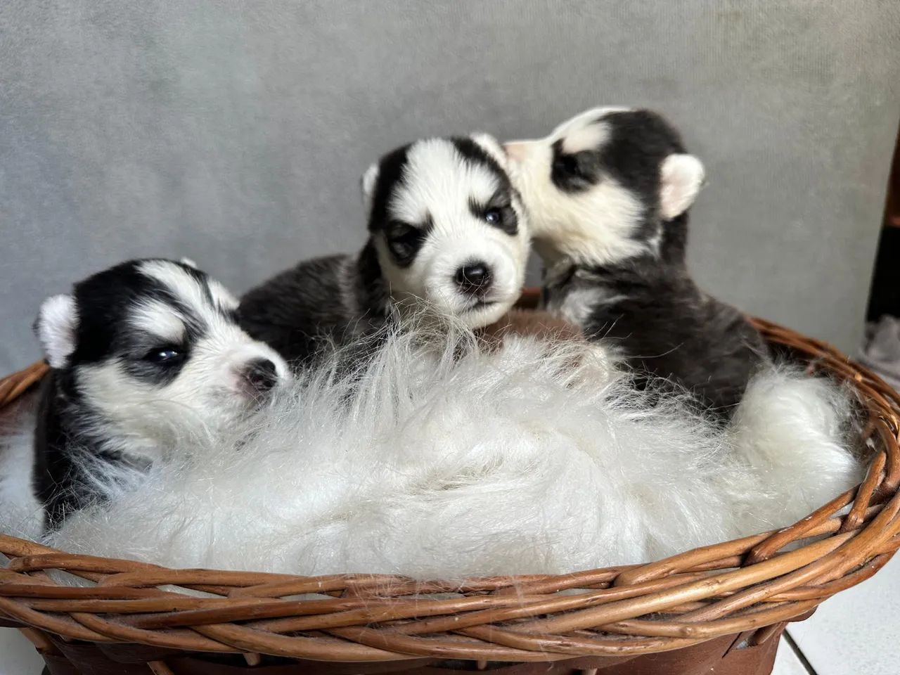 Filhote Husky puro  - Foto 2