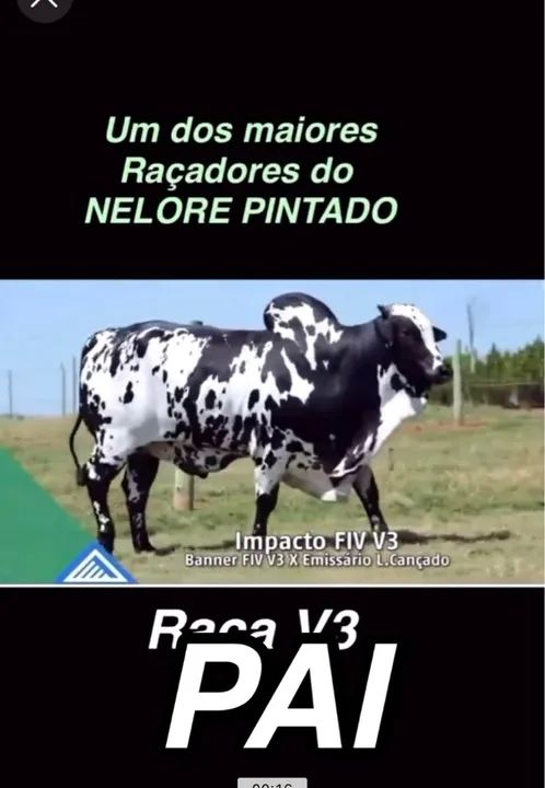 Touro Nelore pintado PO - Foto 4