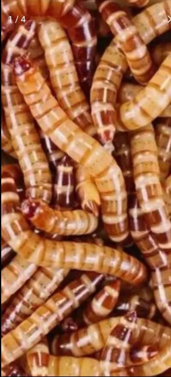 Larvas de Tenébrio - Alimento Vivo
