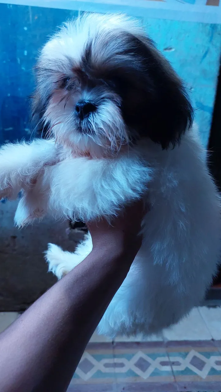 Shih Tzu
