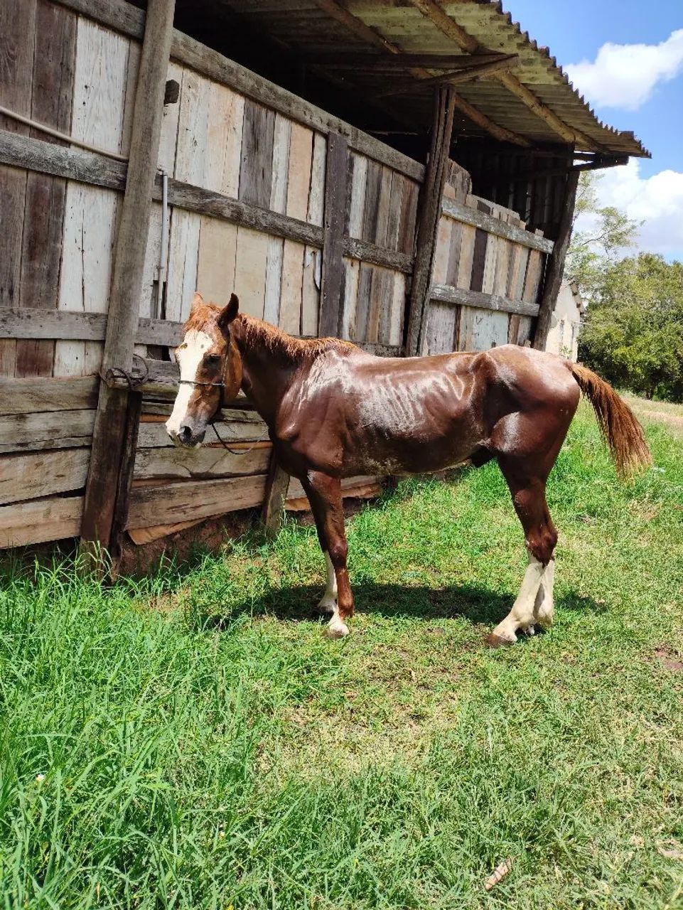 Mangalarga Paulista pisador! Cavalo manso porém quente 9 anos limpo de defeito castrado  - Foto 2