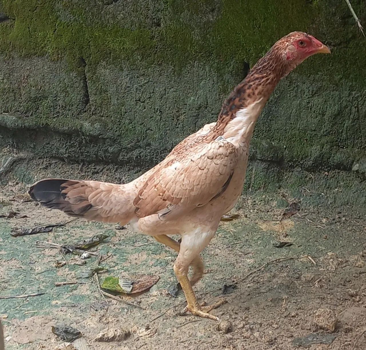 Frangas Mura - Foto 3