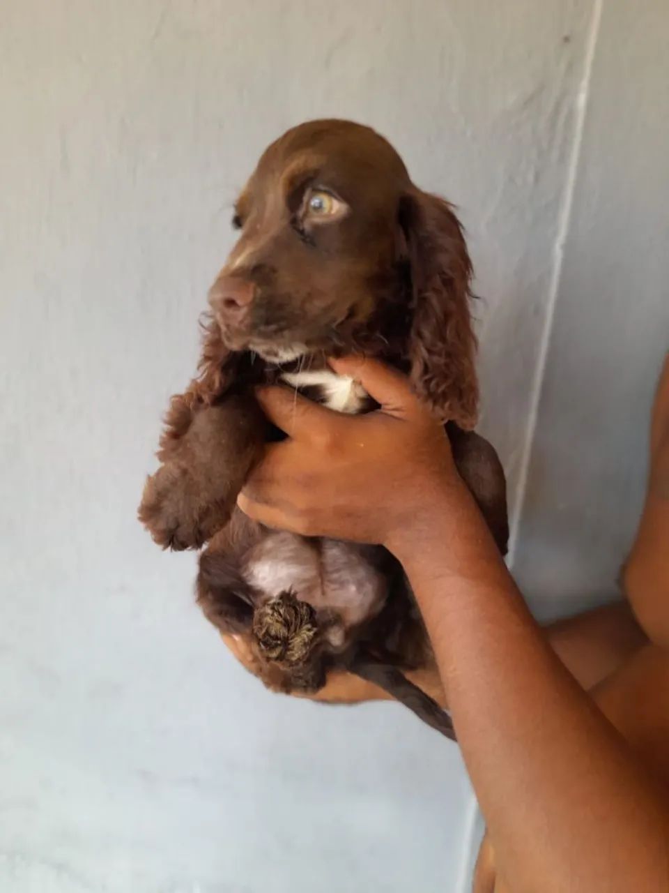 Filhote de Cocker Spaniel Inglês - Foto 2