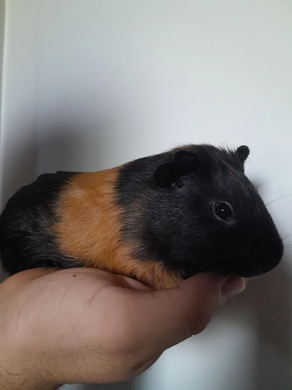 Porquinho da Índia Macho