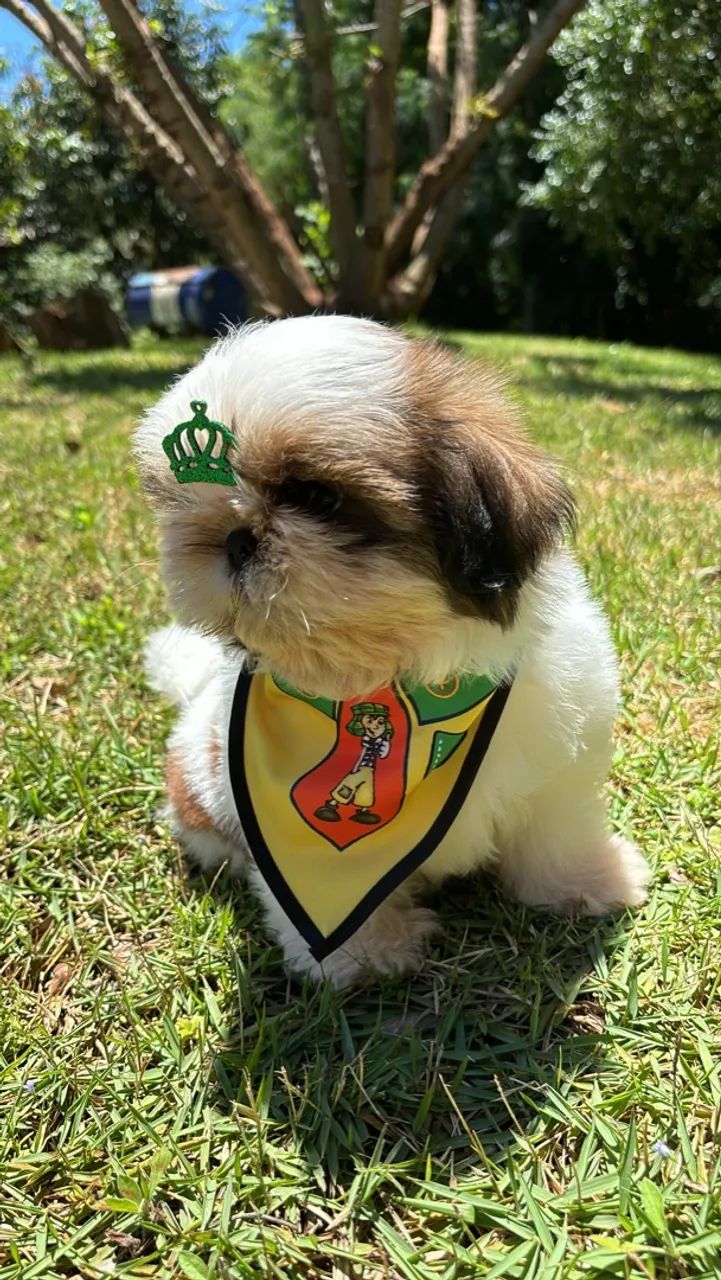 Vendo Macho de Shitzu mini 