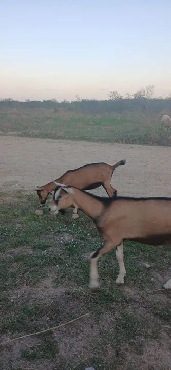 Cabras, borregas e bodinho - Foto 2