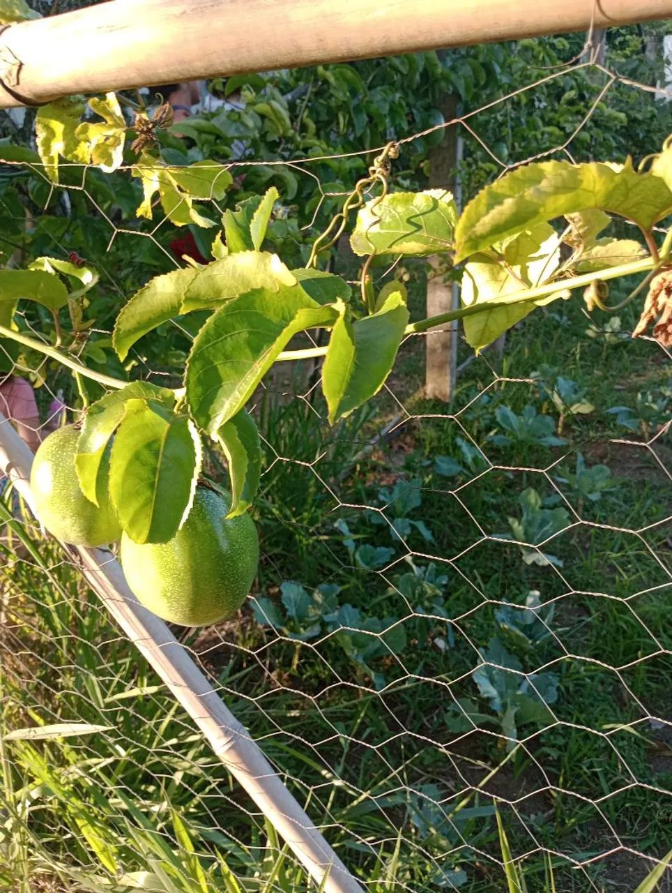 Sementes de maracujá para plantio ( alta produtividade) - Foto 5