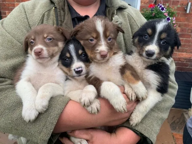 Border Collie, um lindo membro pra sua família.