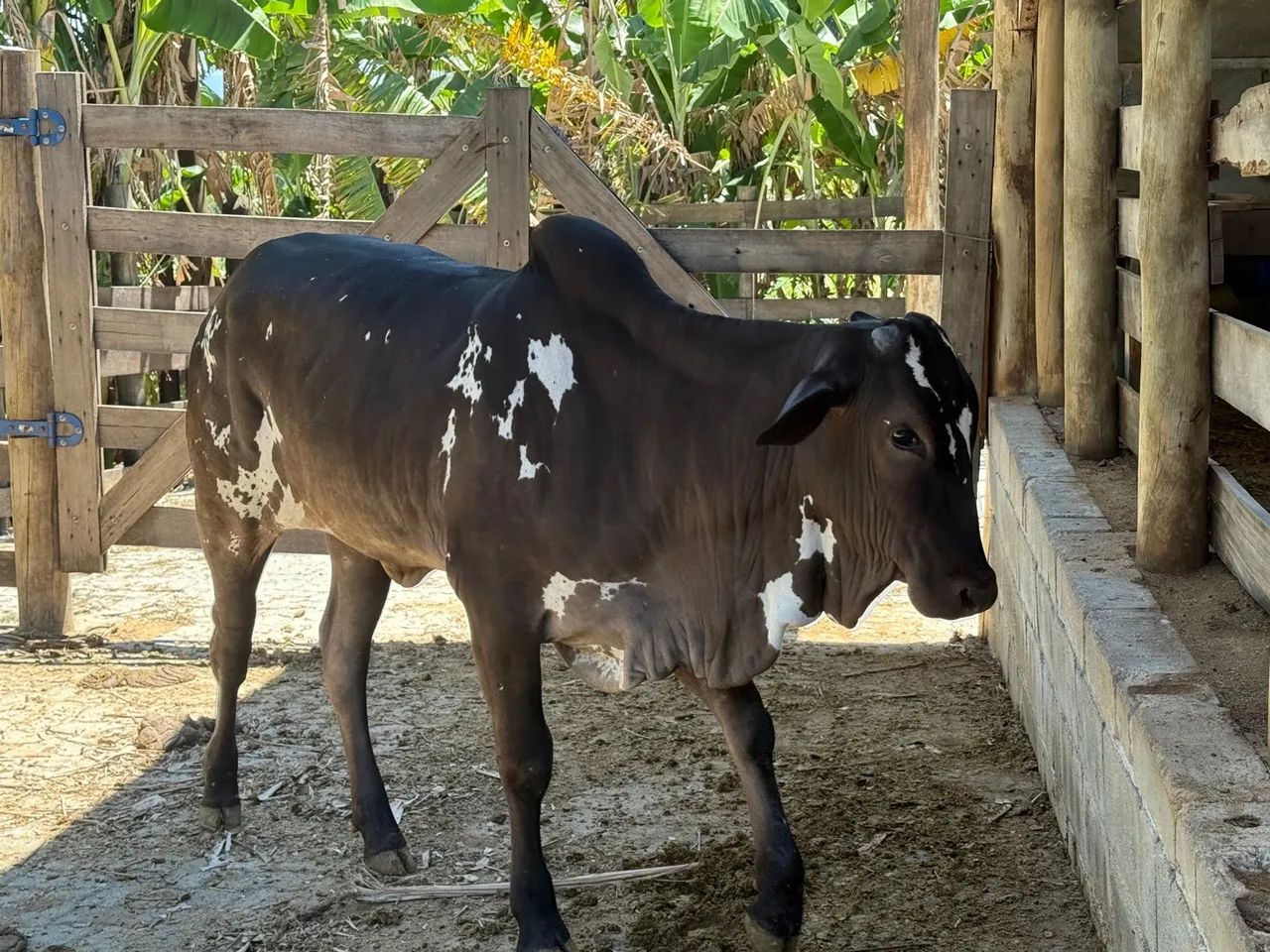 Lote de vacas e novilhas  - Foto 5