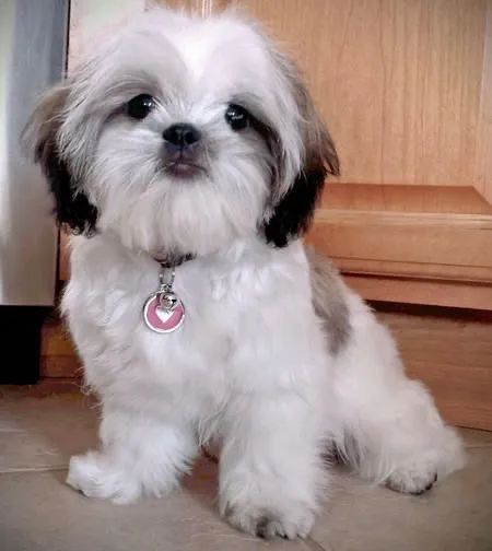 Filhotes de Lhasa apso fêmea 60 dias 