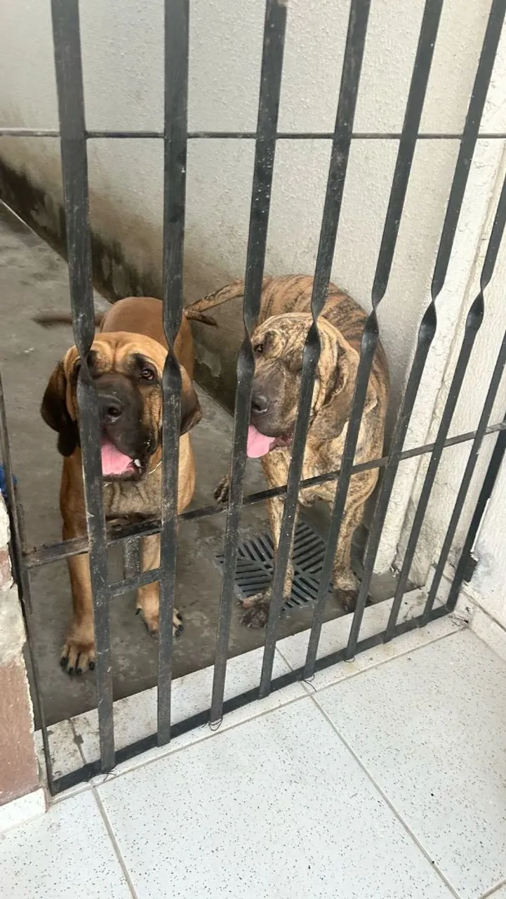 Casal de Fila Brasileiro adulto para venda