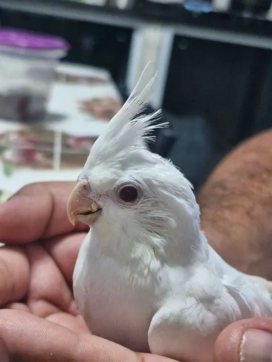 Vende-se albino filhote