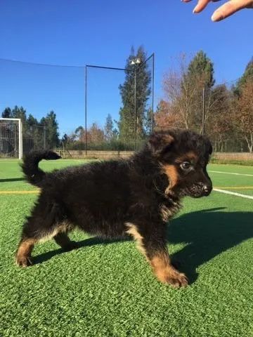 Pastor Alemão Linhagens campeã, e pais importados  - Foto 2