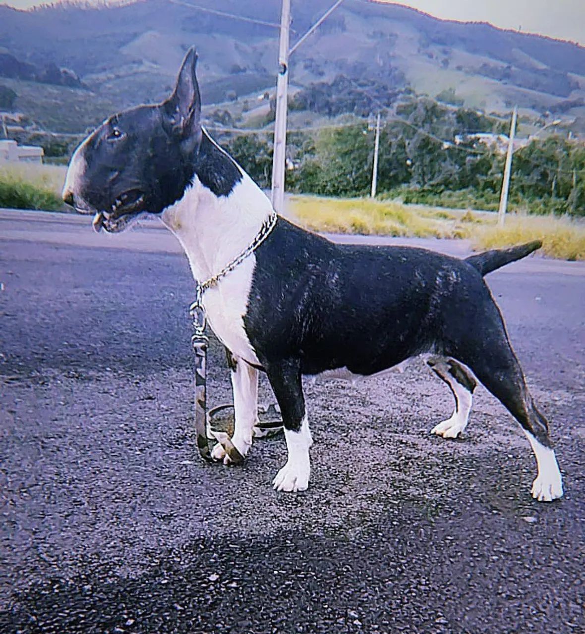 Bull Terrier inglês  - Foto 4