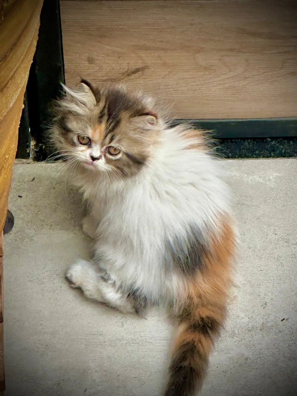 Gatinha persa calica tricolor alto padrão filhote fêmea 