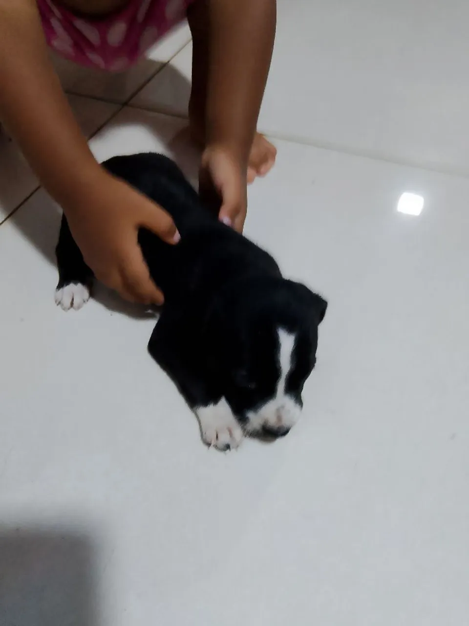 Filhotes para adoção 