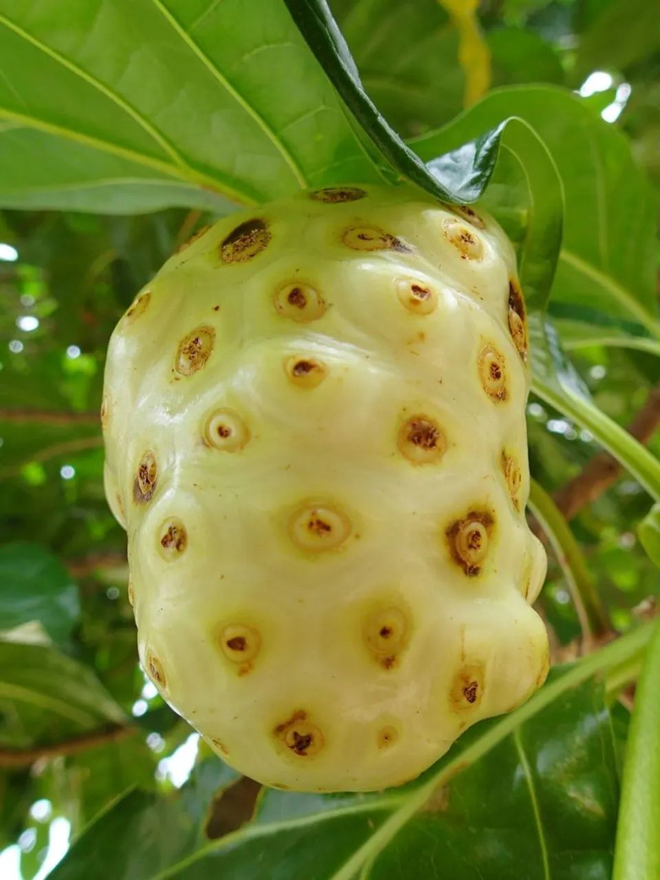 Noni fresco para venda