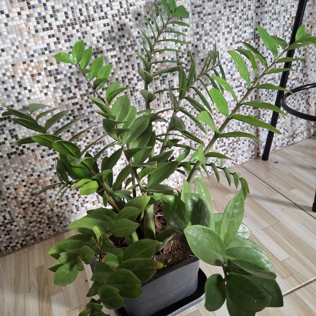 Planta ZZ - Zamioculcas Zamiifolia - Foto 3