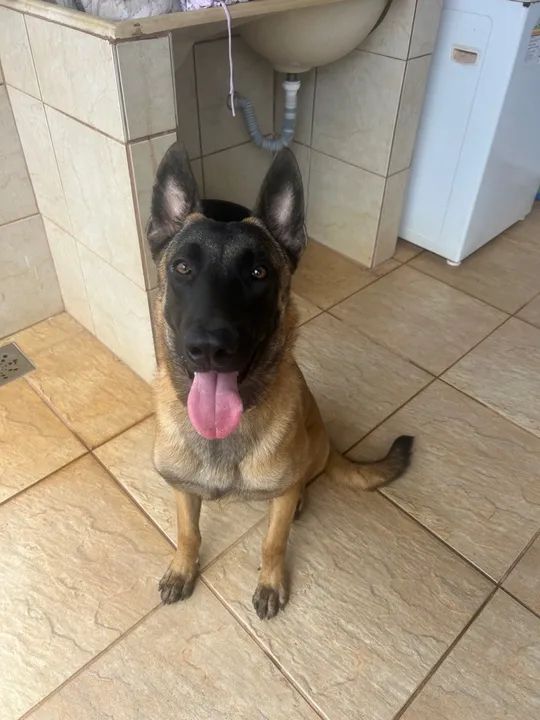 Pastor Belga de Malinois p/cobertura