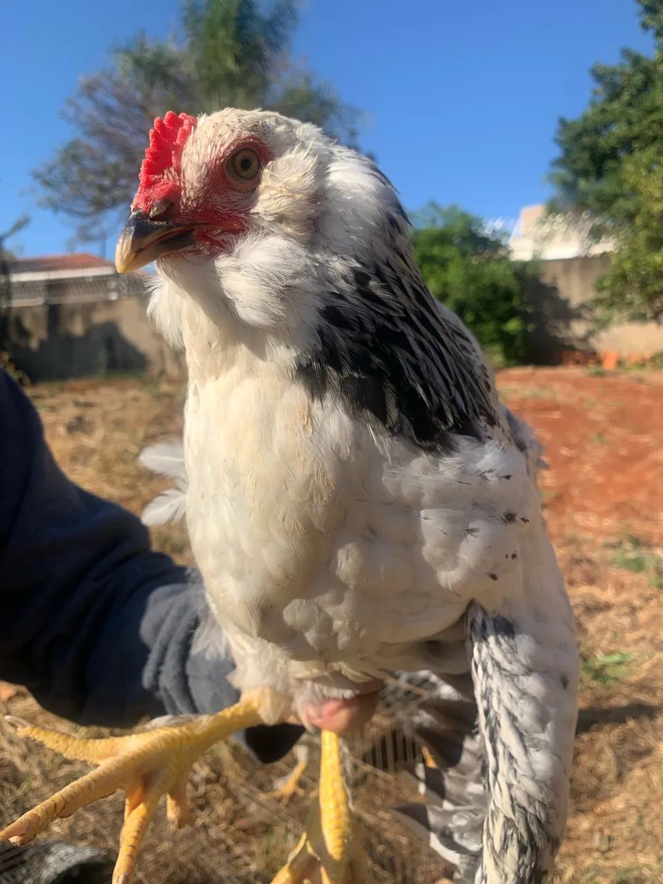 Frango(a) Brahma  - Foto 2