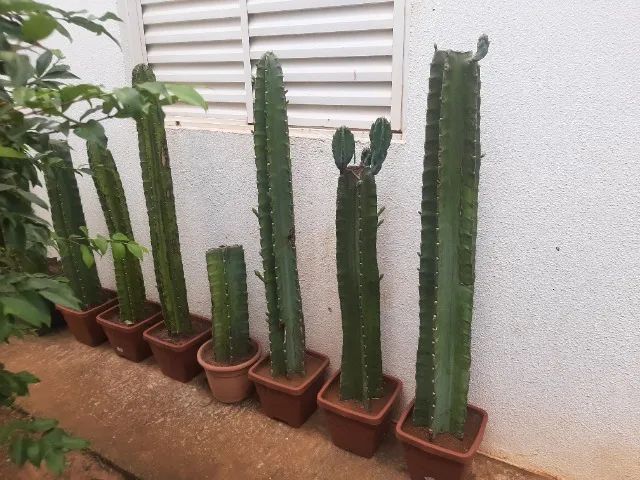 Vendo Cactus  - Foto 6