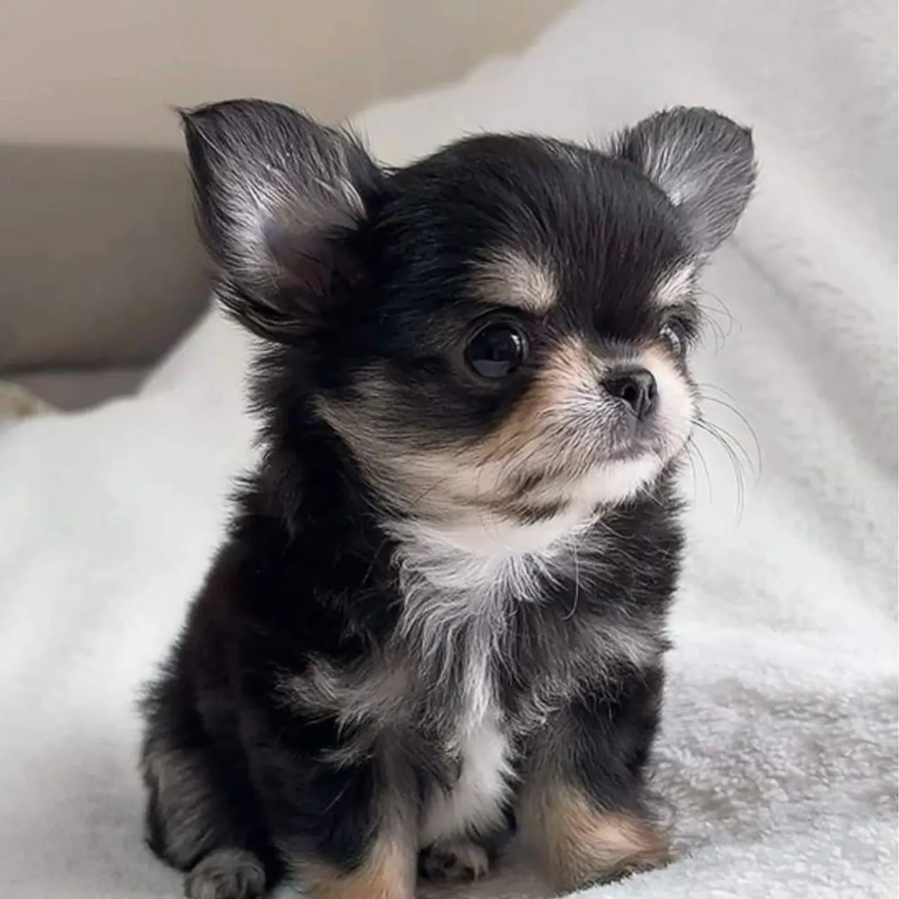 Seu lindo bb de quatro patas Chihuahua.