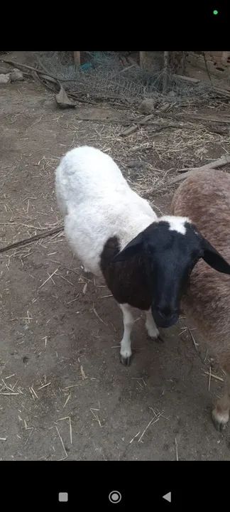 Ovelhas, carneiro, bode e cabra à venda - Foto 2