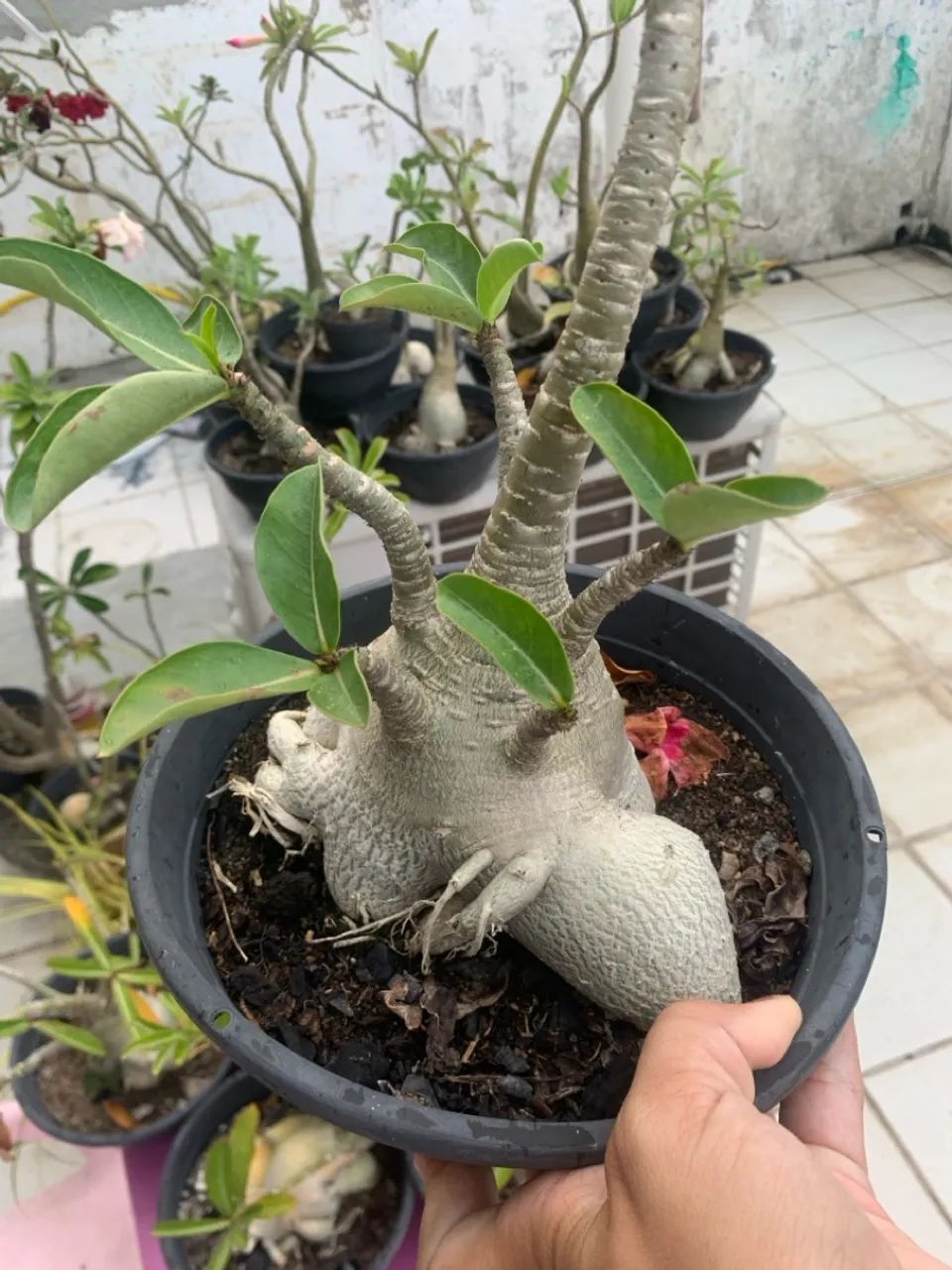 Lote com 10 rosas do deserto 