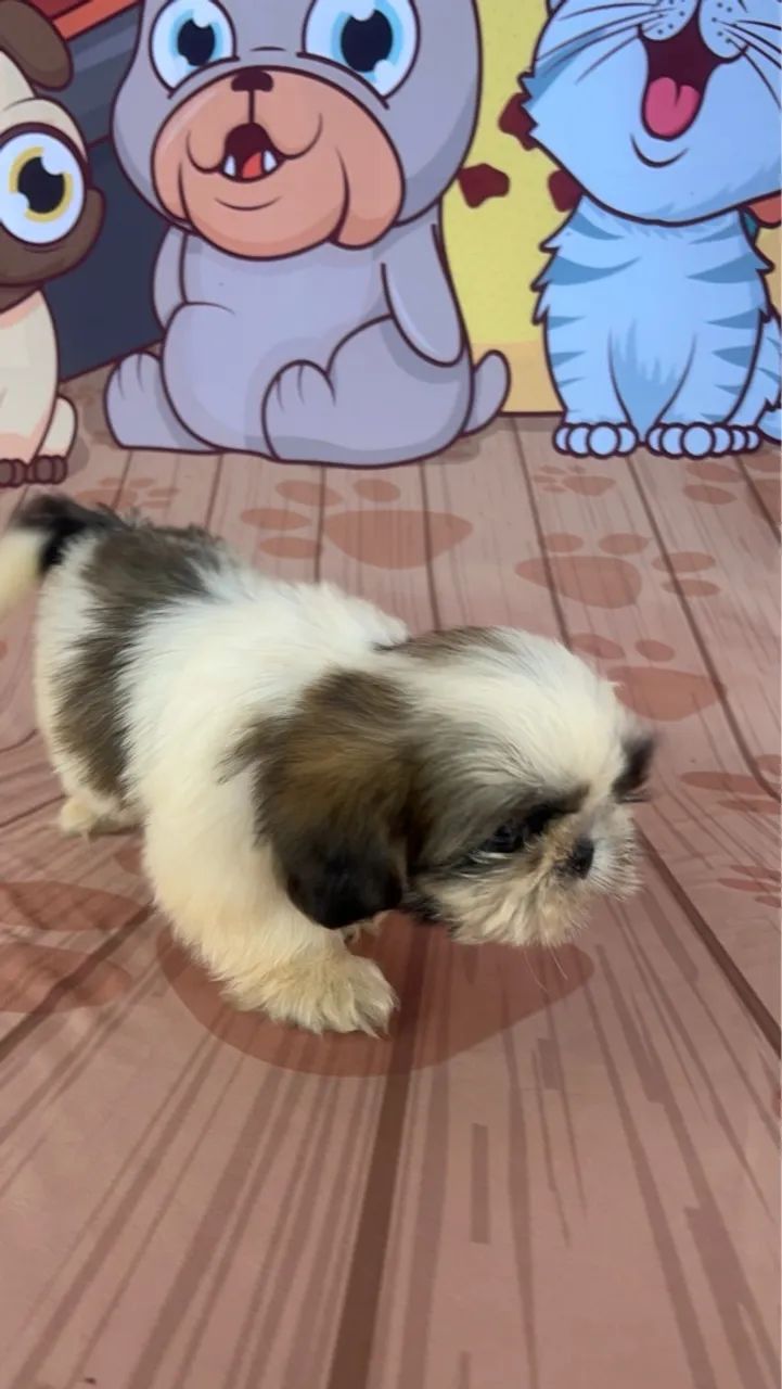 *Filhote de Shih Tzu* - Foto 3