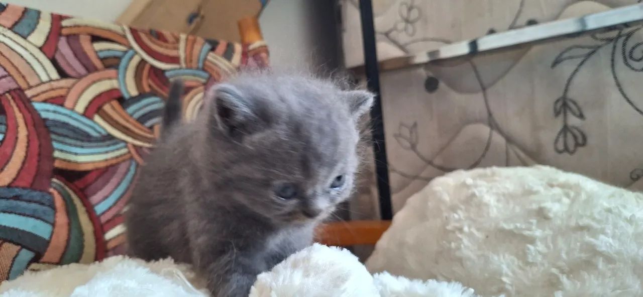 Vendo Gatinho - Foto 3