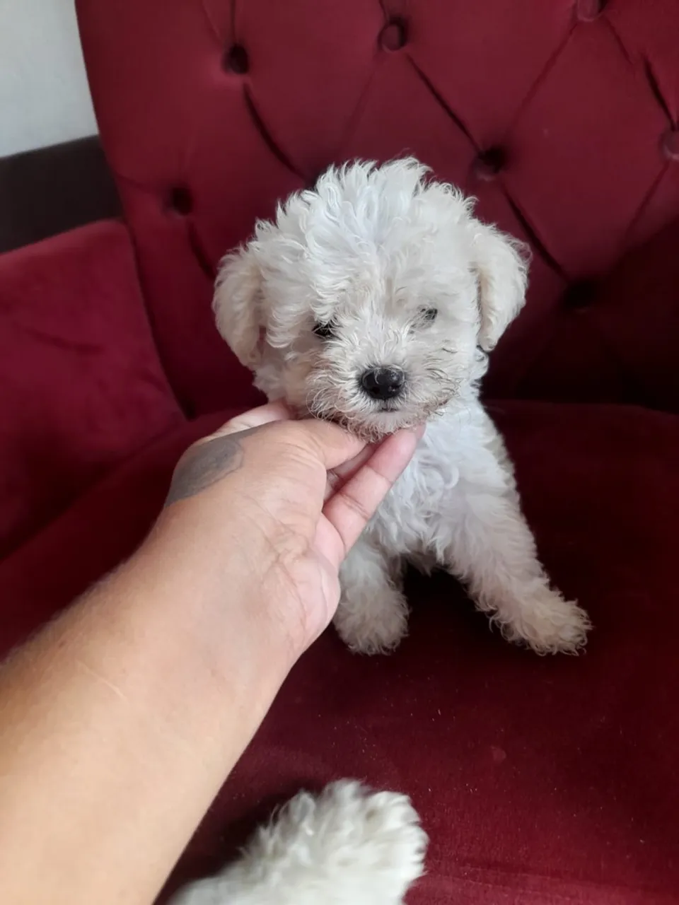 Filhote de Poodle