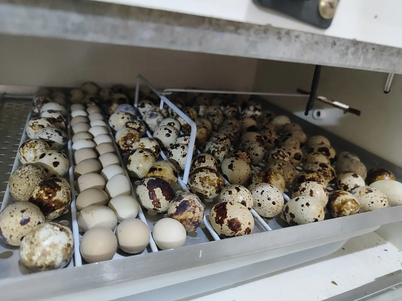 Codornas gigantes  - Foto 4