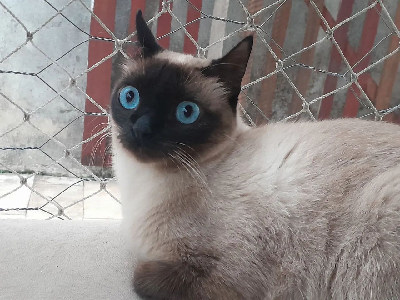 Doando uma gatinha siamesa pura de 1 ano e meio