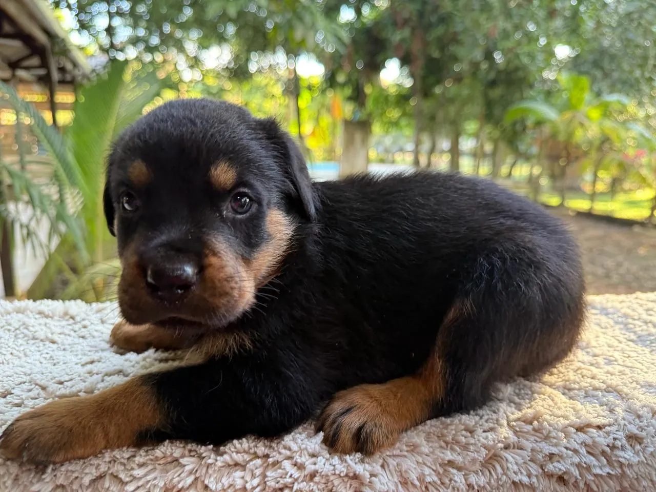Filhotes de Rottweiler
