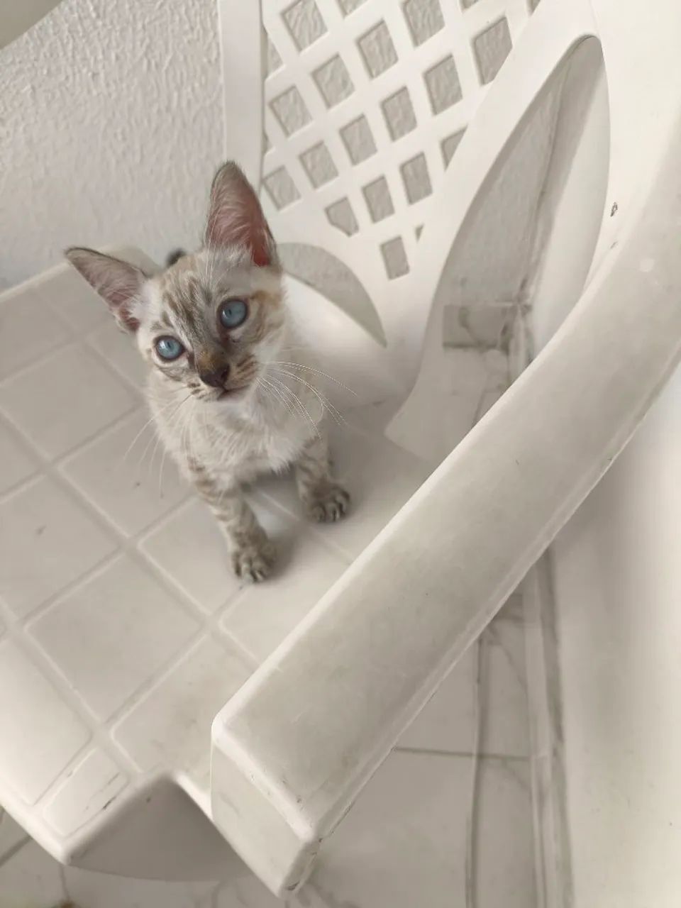 dou 50 reais p vim buscar Gatinho filhote siamês  - Foto 3