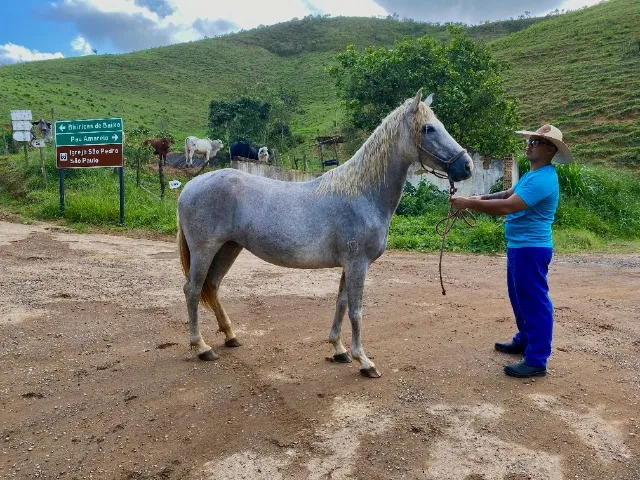 egua mangalarga