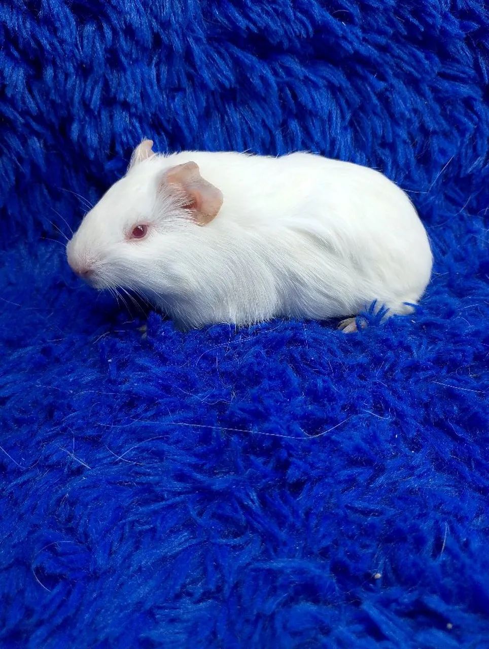 Porquinho inglês branco  - Foto 2