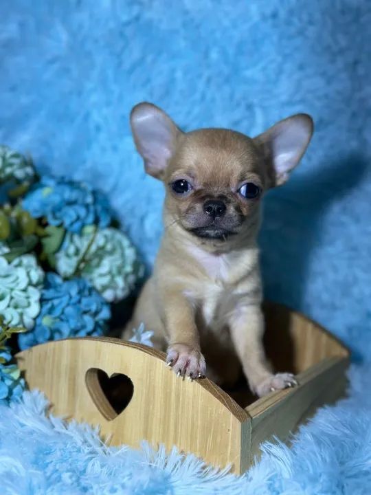 Chihuahua filhote disponível pêlo curto exemplar da raça - Foto 5